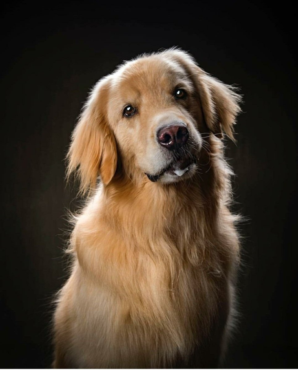 Бигль терьер карликовый