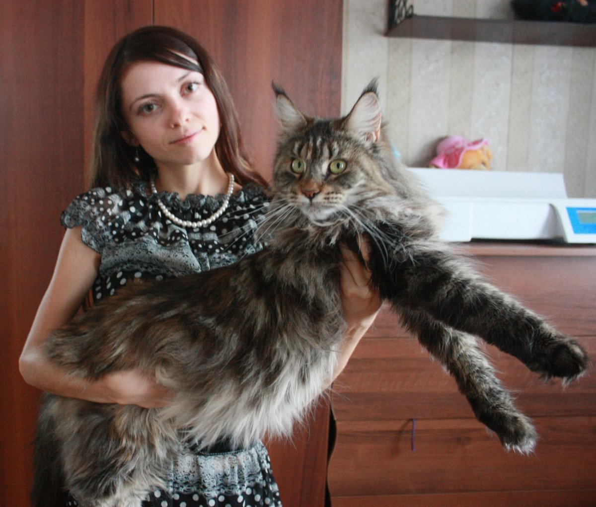 Черный мраморный Мейн кун