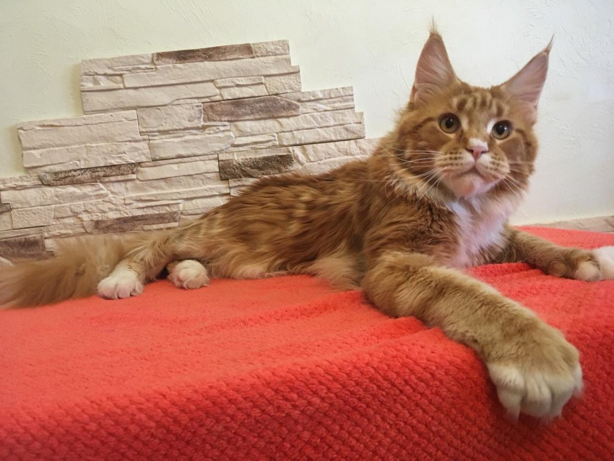 Мейн кун табби мраморный