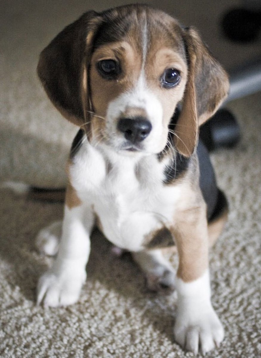 Вислоухая овчарка