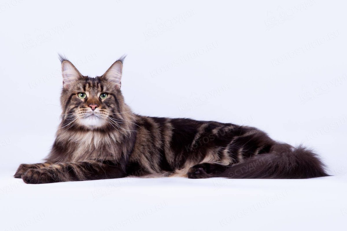 Порода Мейн кун