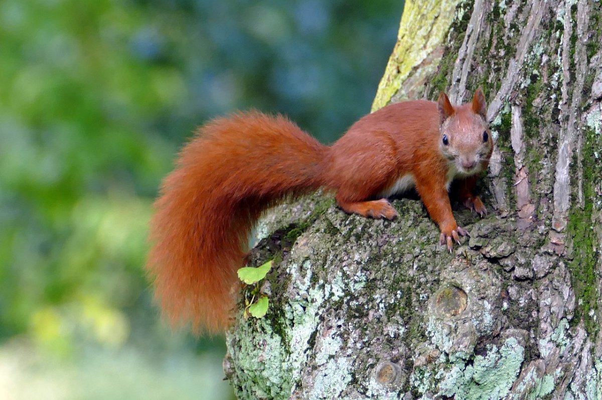 Бурая Лесная белка