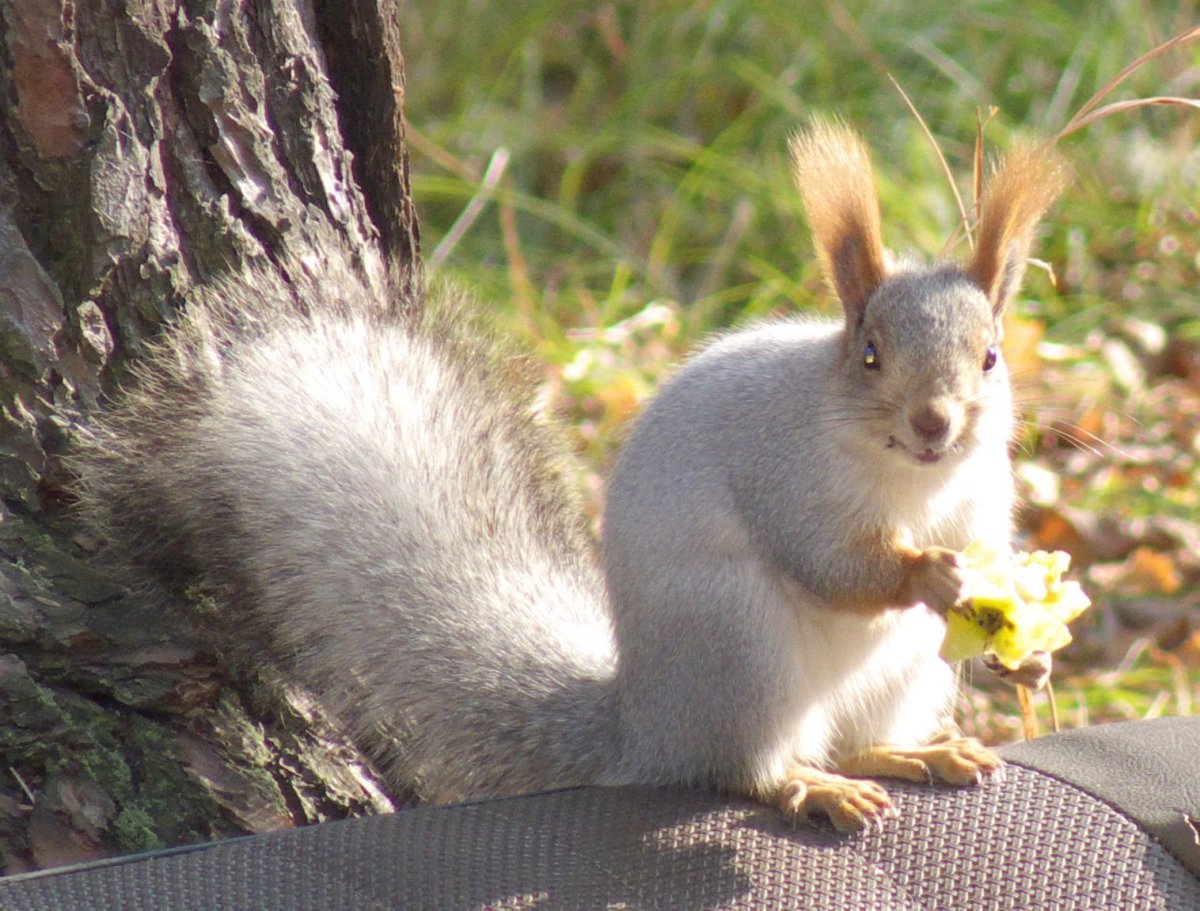 Название Белочка