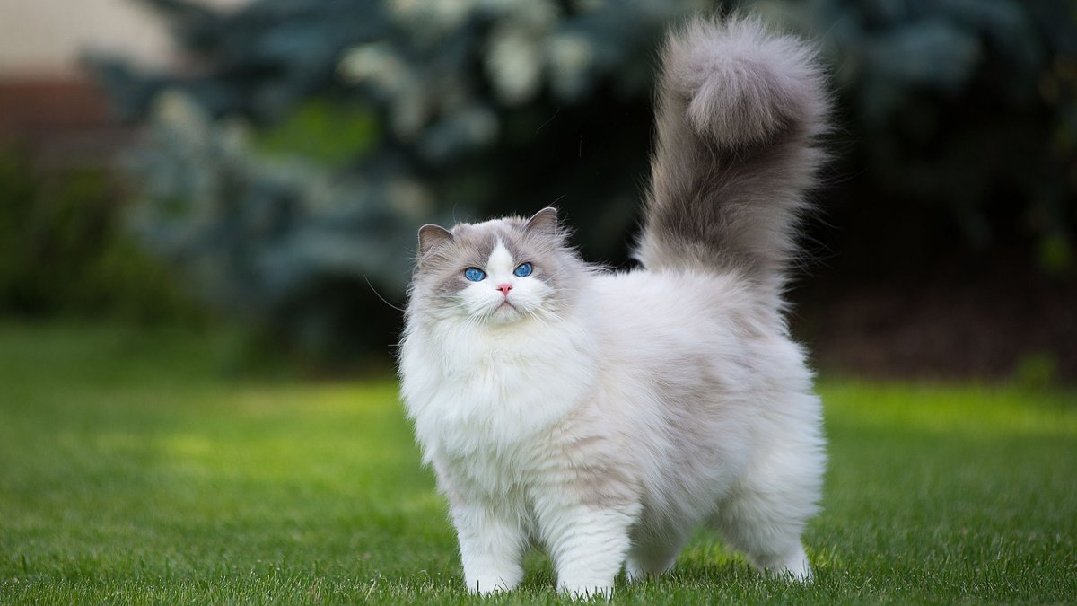 Каракет Абиссинская кошка