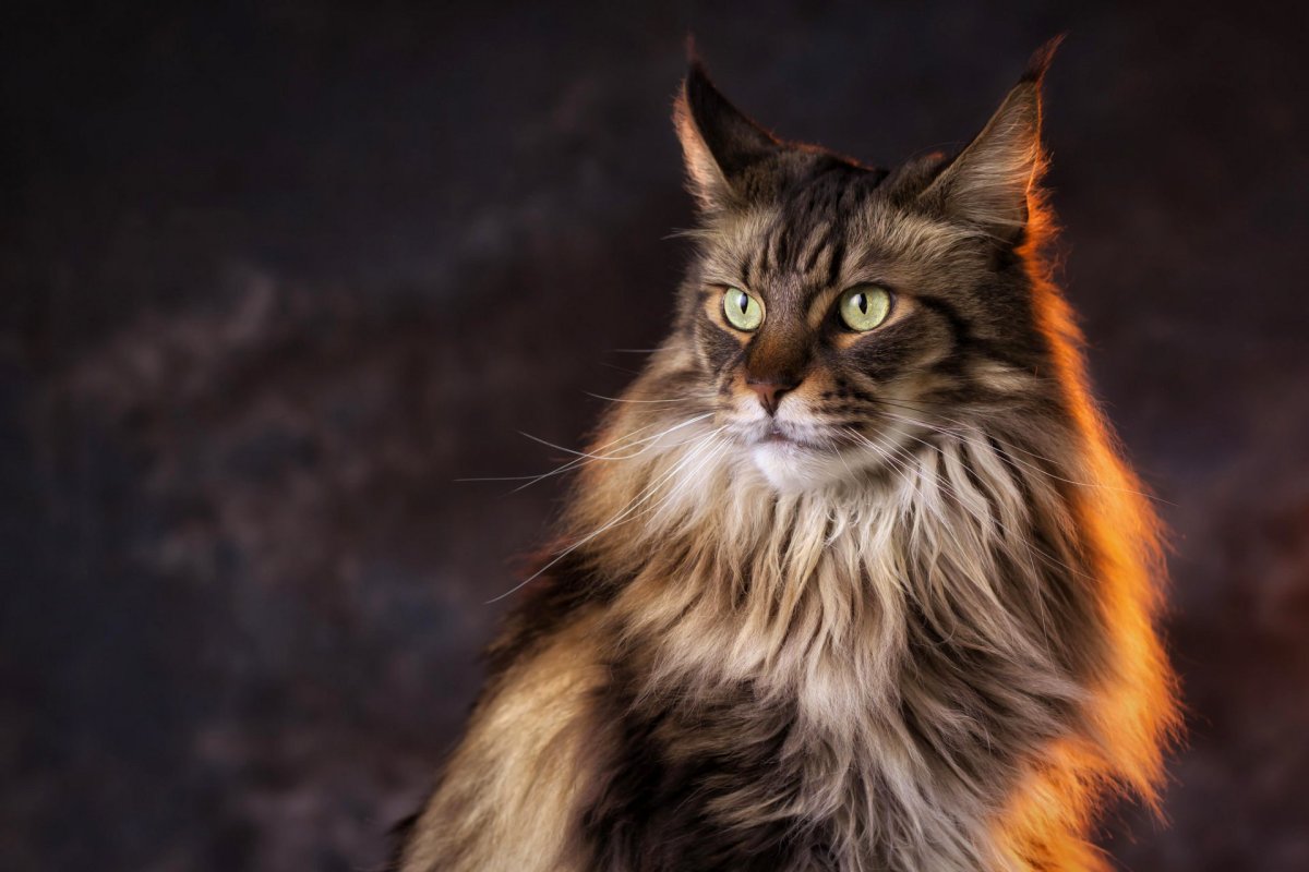 Кошка белая