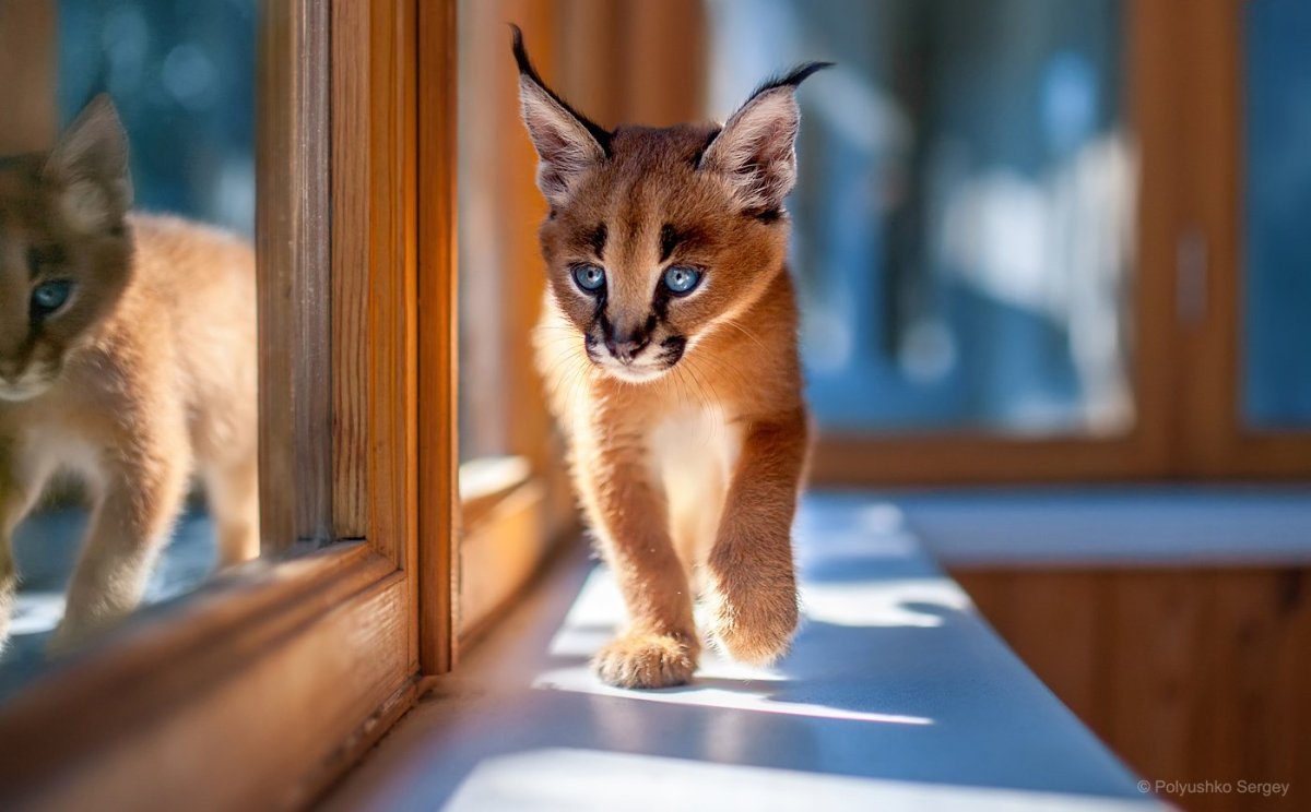 Кот британец серый