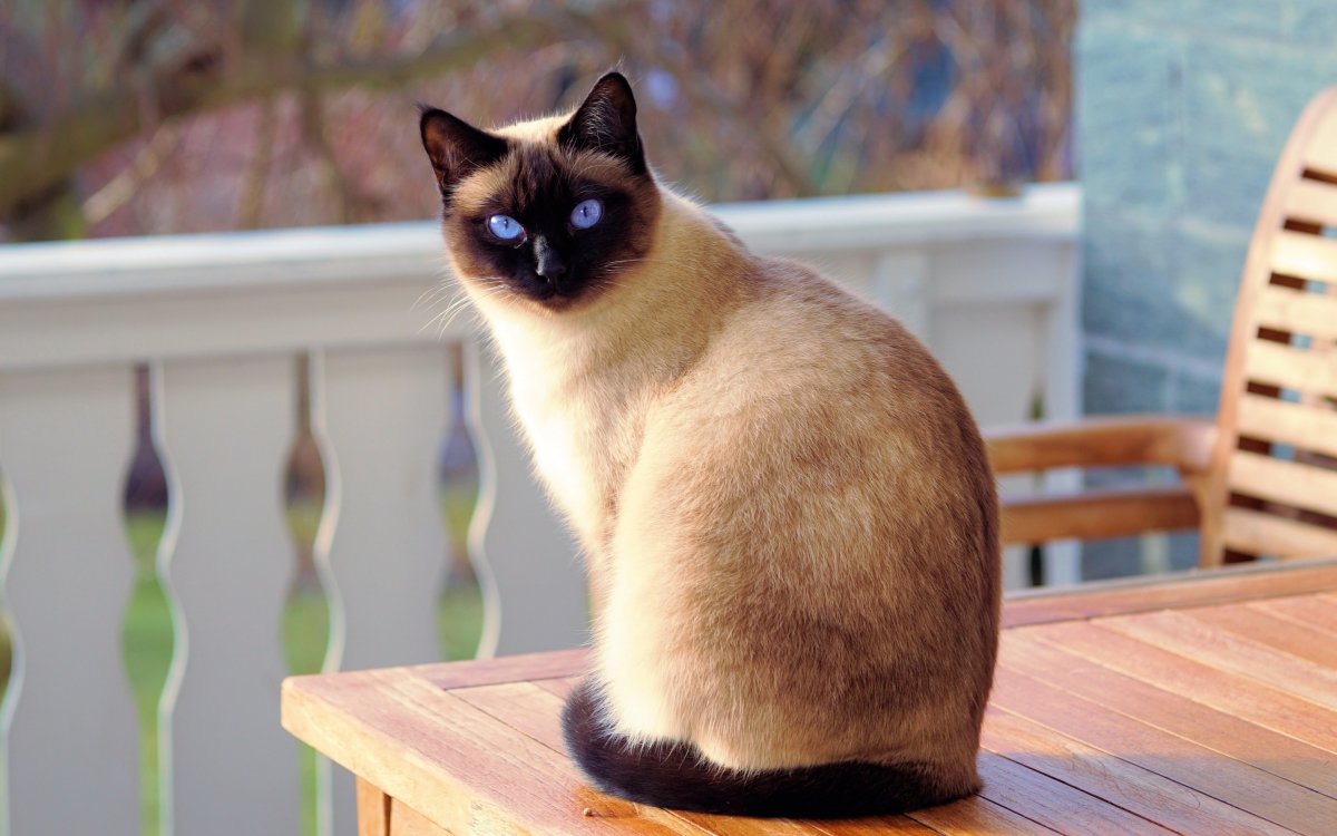 Бенгальский кот полосатый