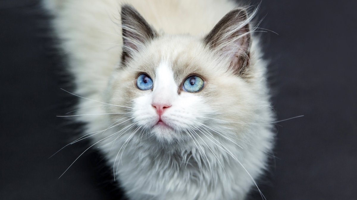 Американская короткошёрстная кошка