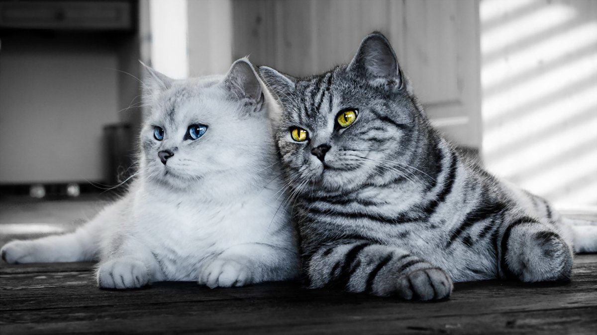 Кошка с зелеными глазами