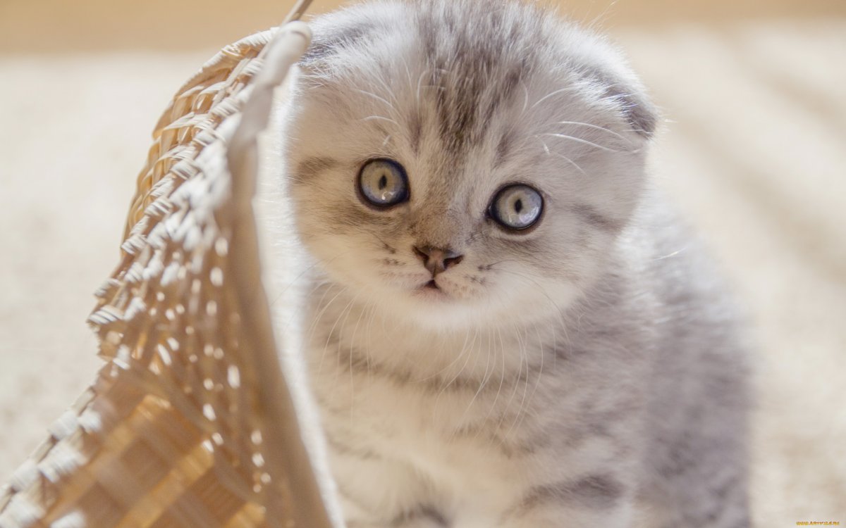 Тайская вислоухая кошка