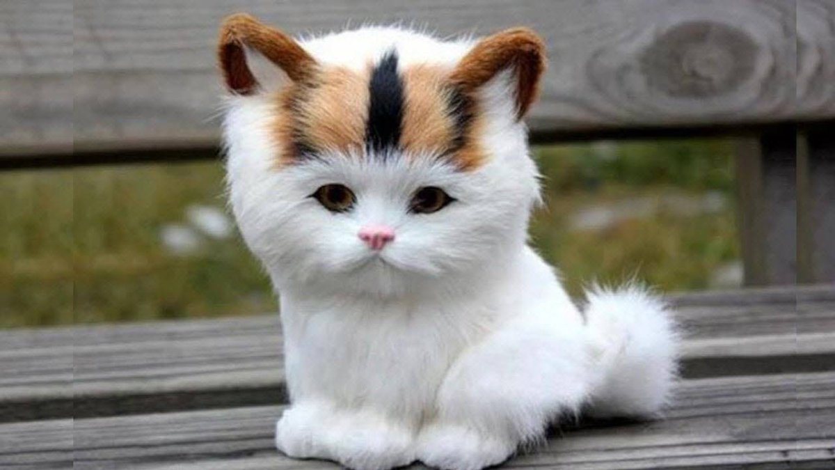 Морда кошки