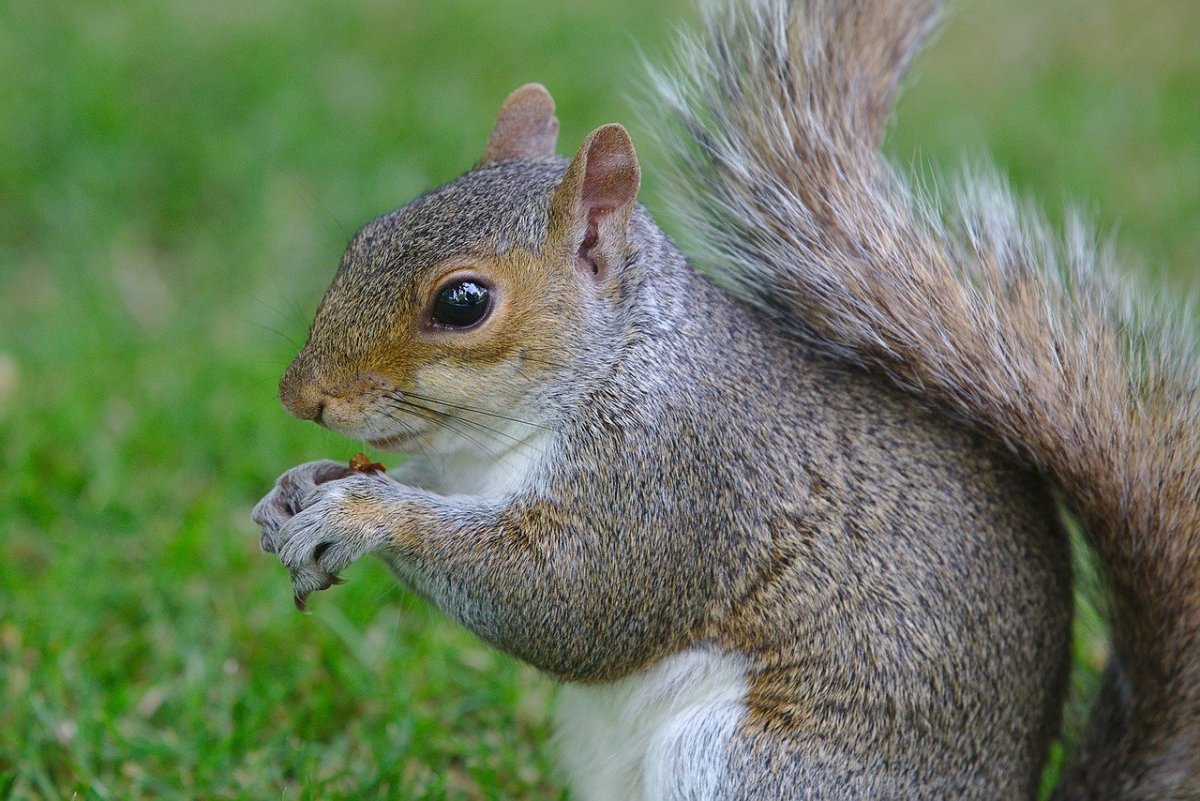 Белки разновидности