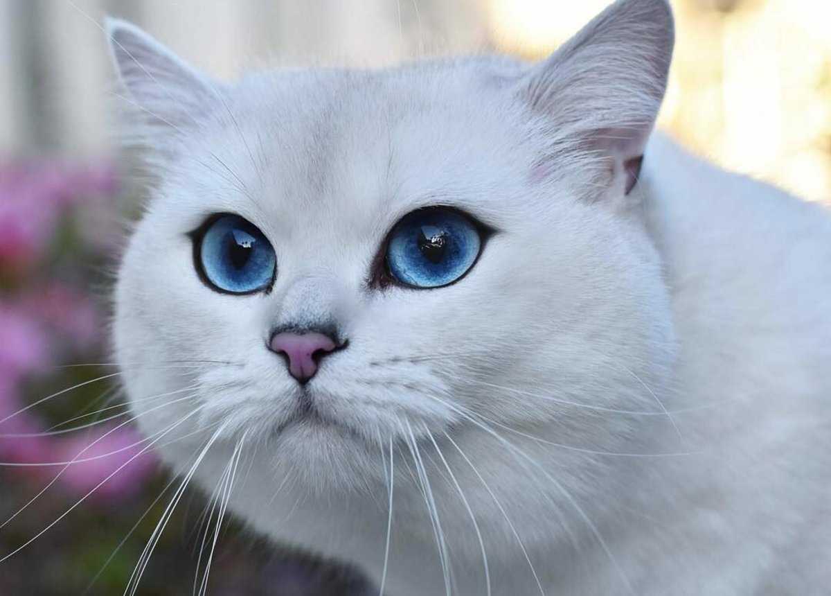 Кошка Мейн кун
