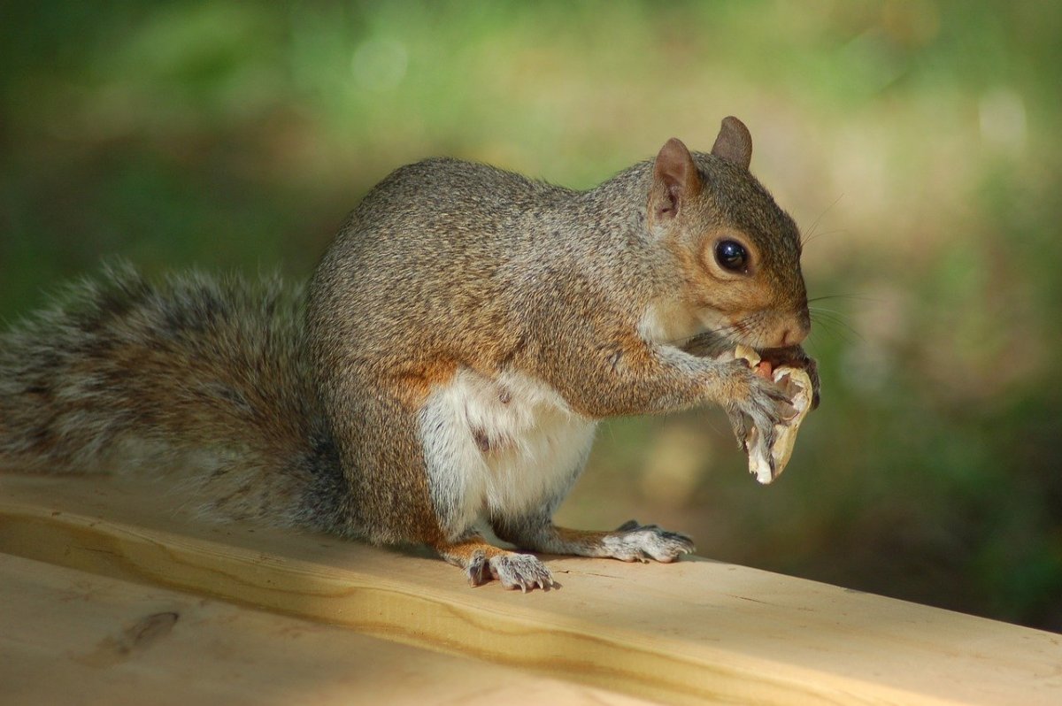 Бенгальская белка