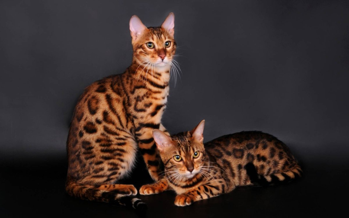 Самая красивая кошка на земле