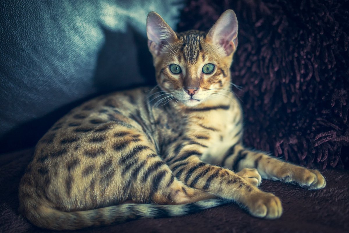 Кошка совершенство