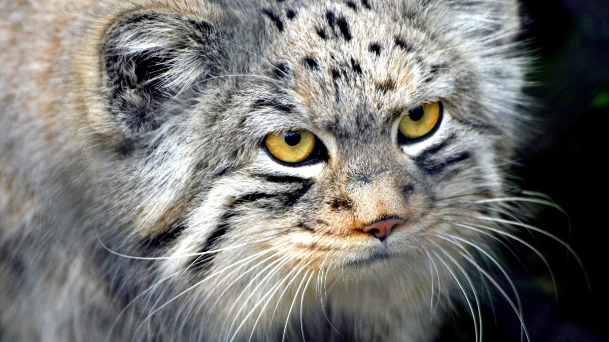 Красивый кот