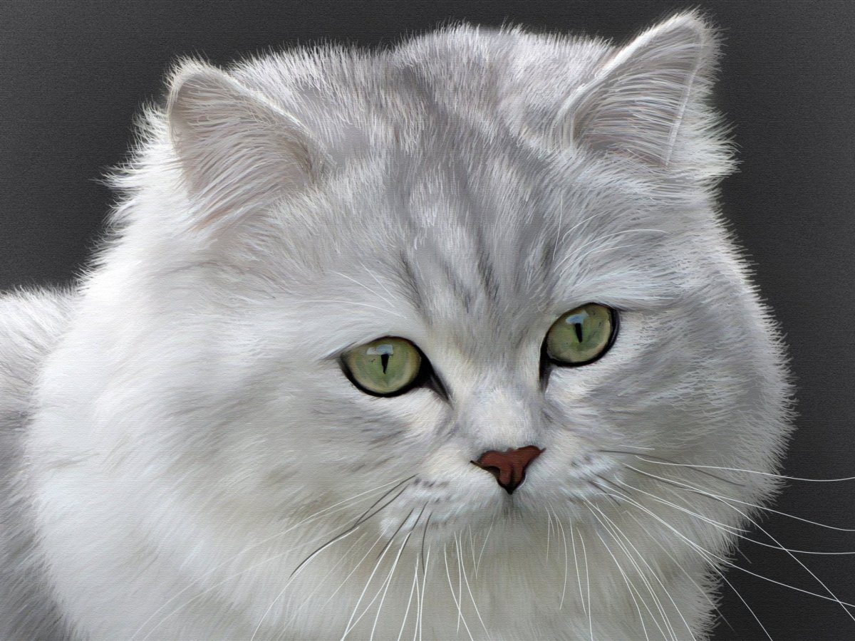 Бенгальская кошка тойгер
