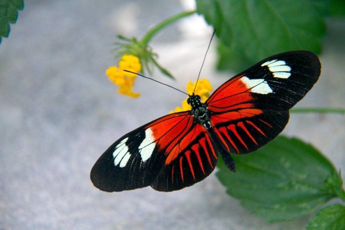 Несколько бабочек параллельно