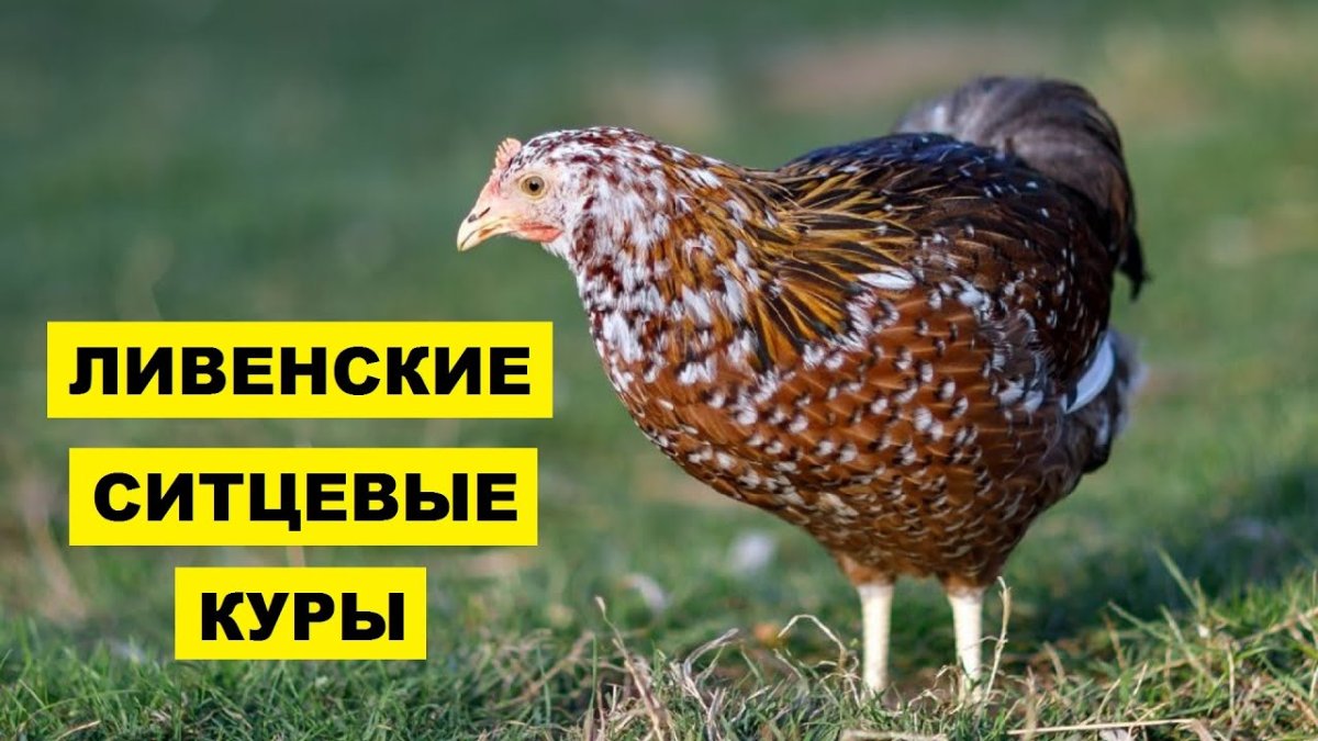 Ливенские ситцевые куры