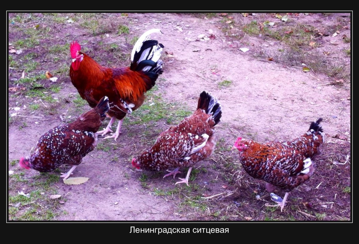 Ливенские ситцевые куры