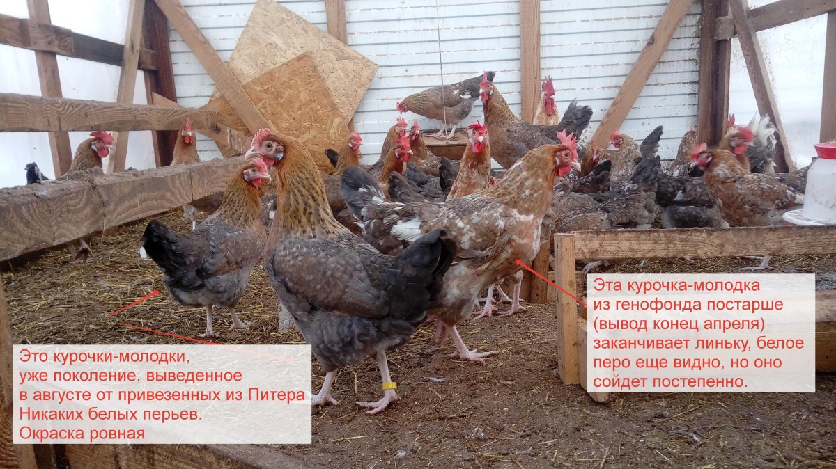 Куры Загорская ситцевая