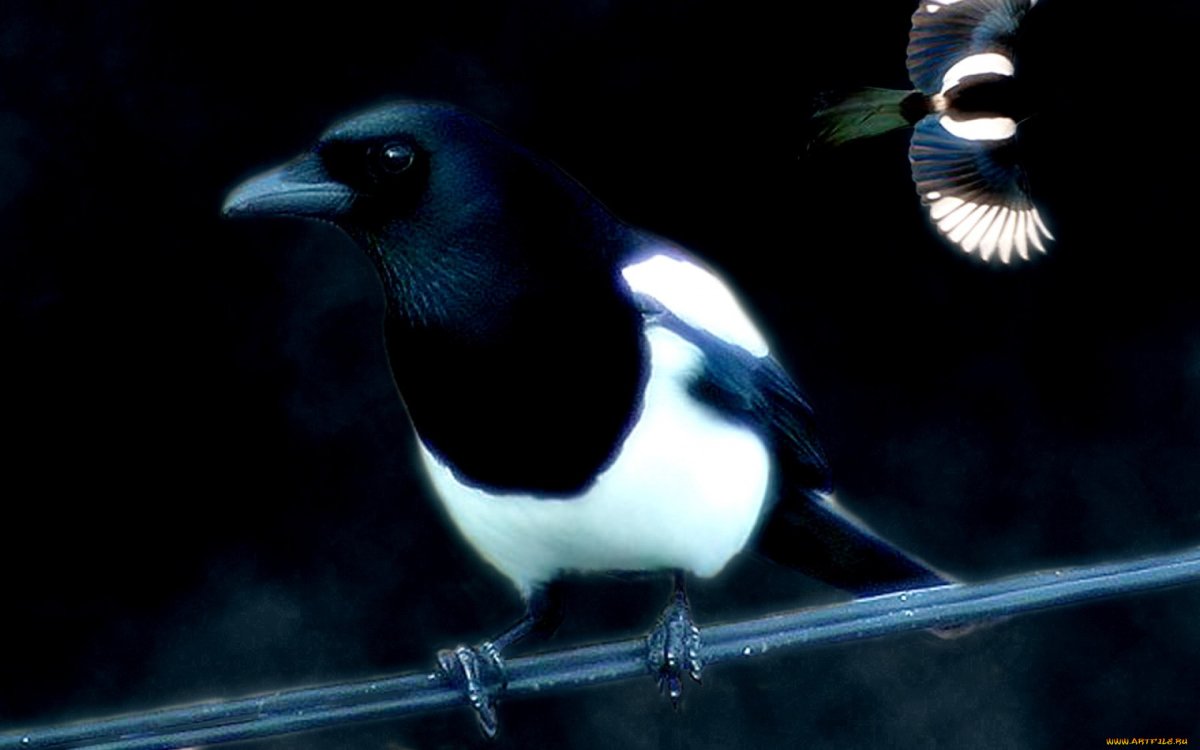 Сорока арты