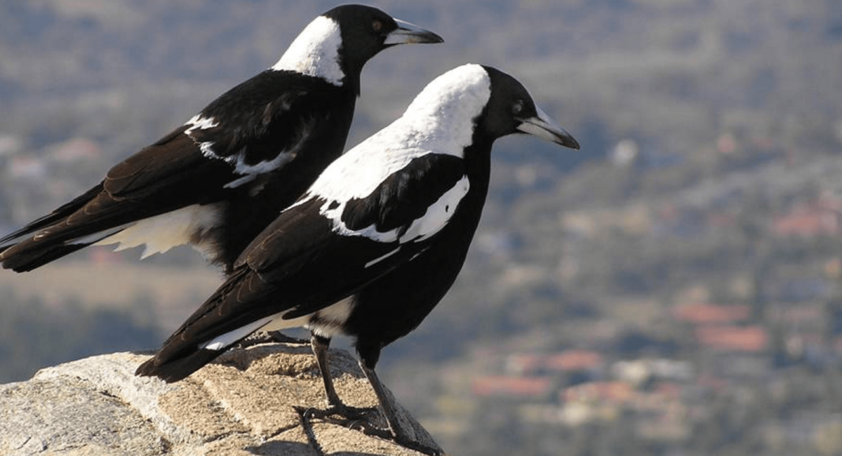 Птицы и звери весной