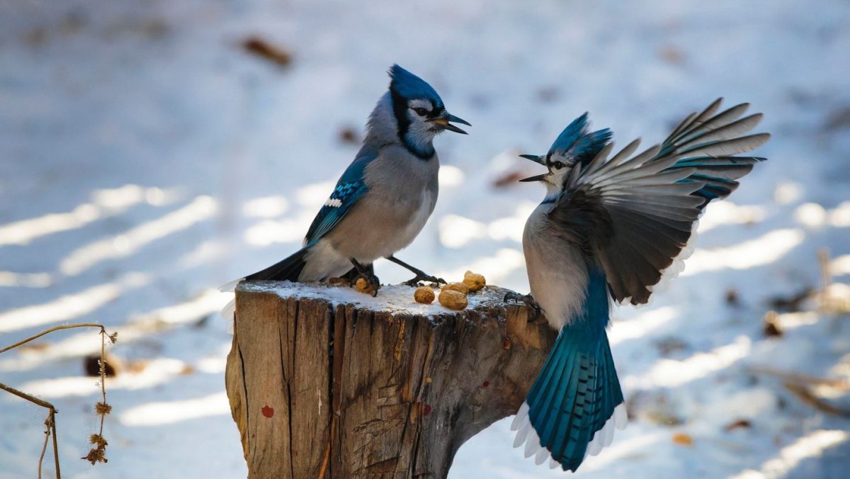 Сорока обыкновенная