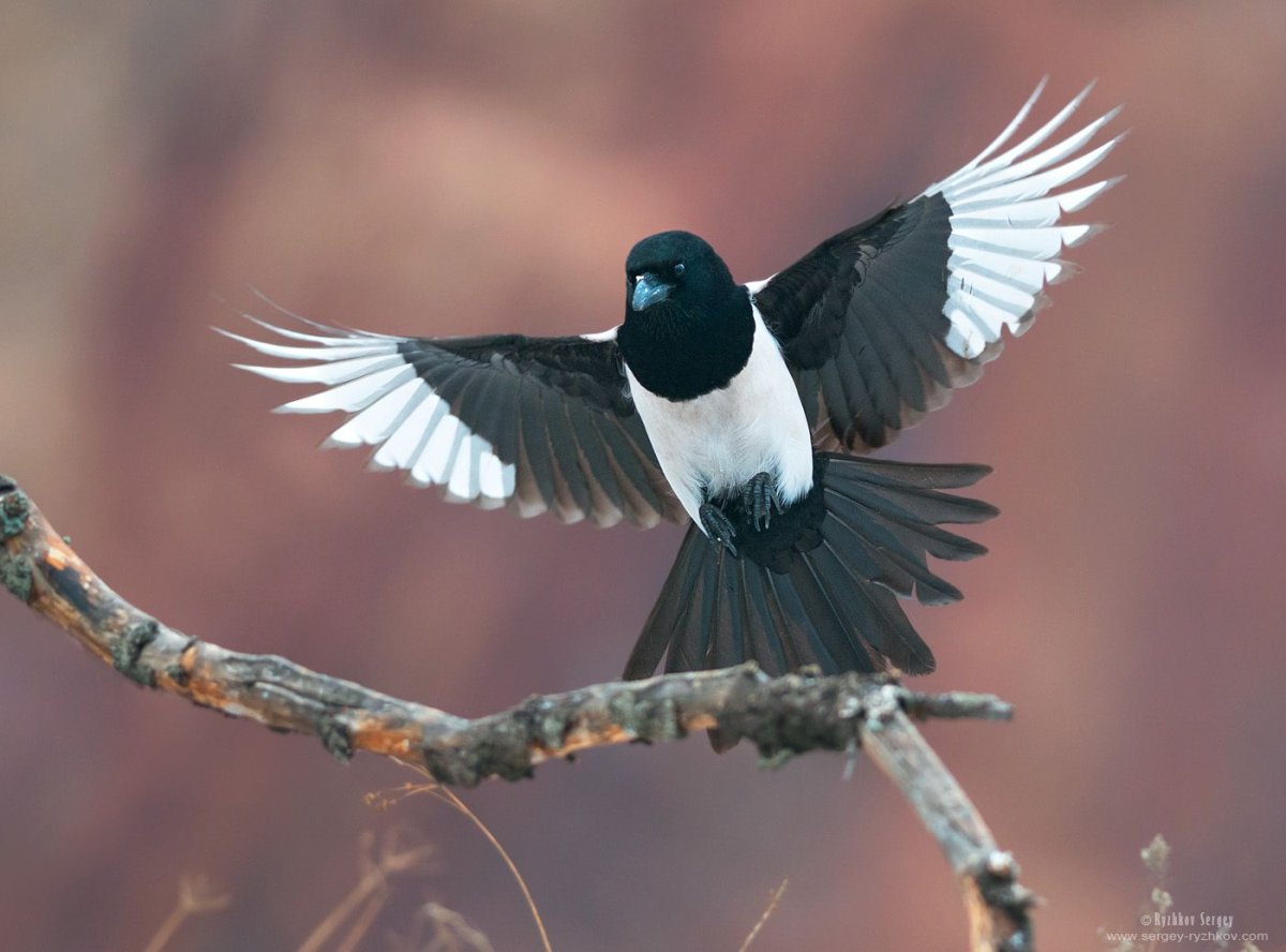 Белоголовый Орлан тайги