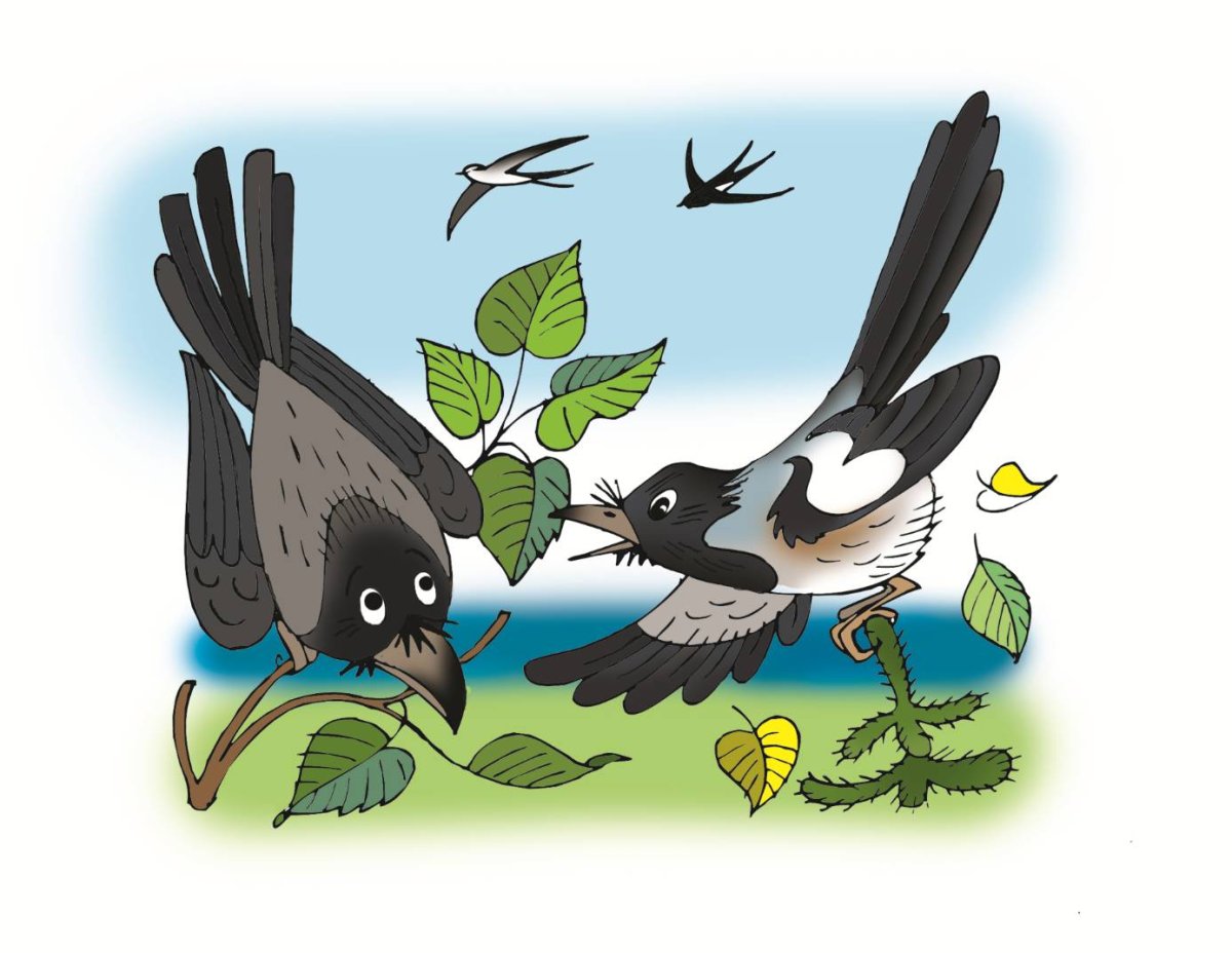 Baby Magpie Australia