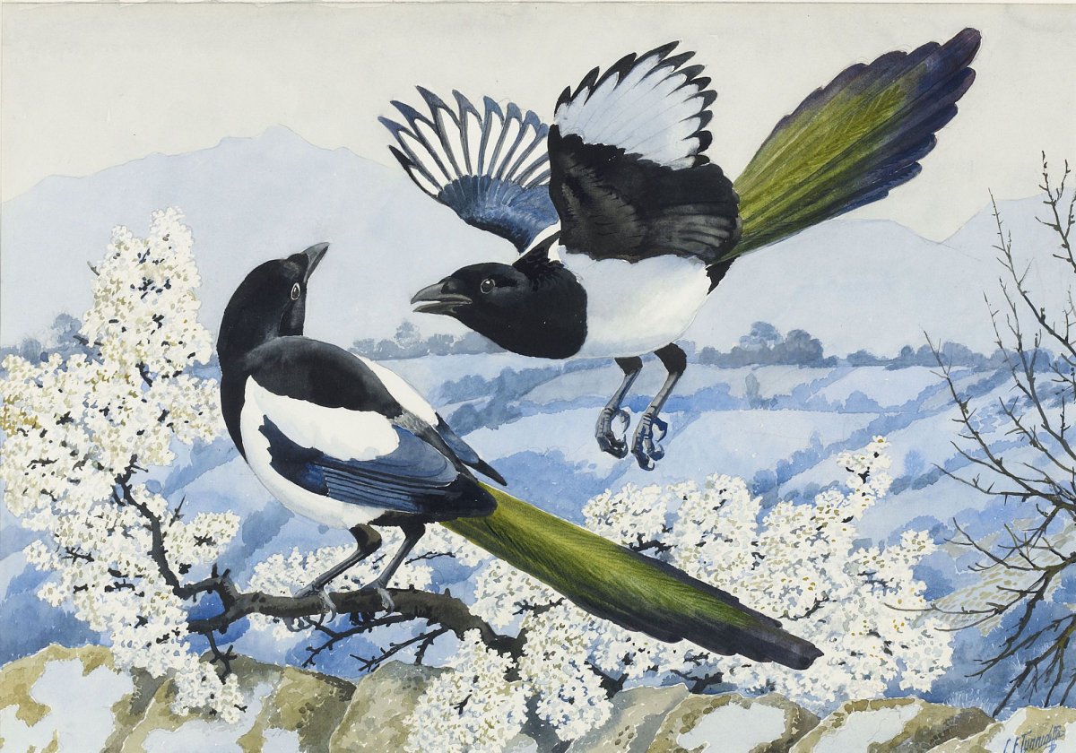 Птицы ворона, Галка. Сорока