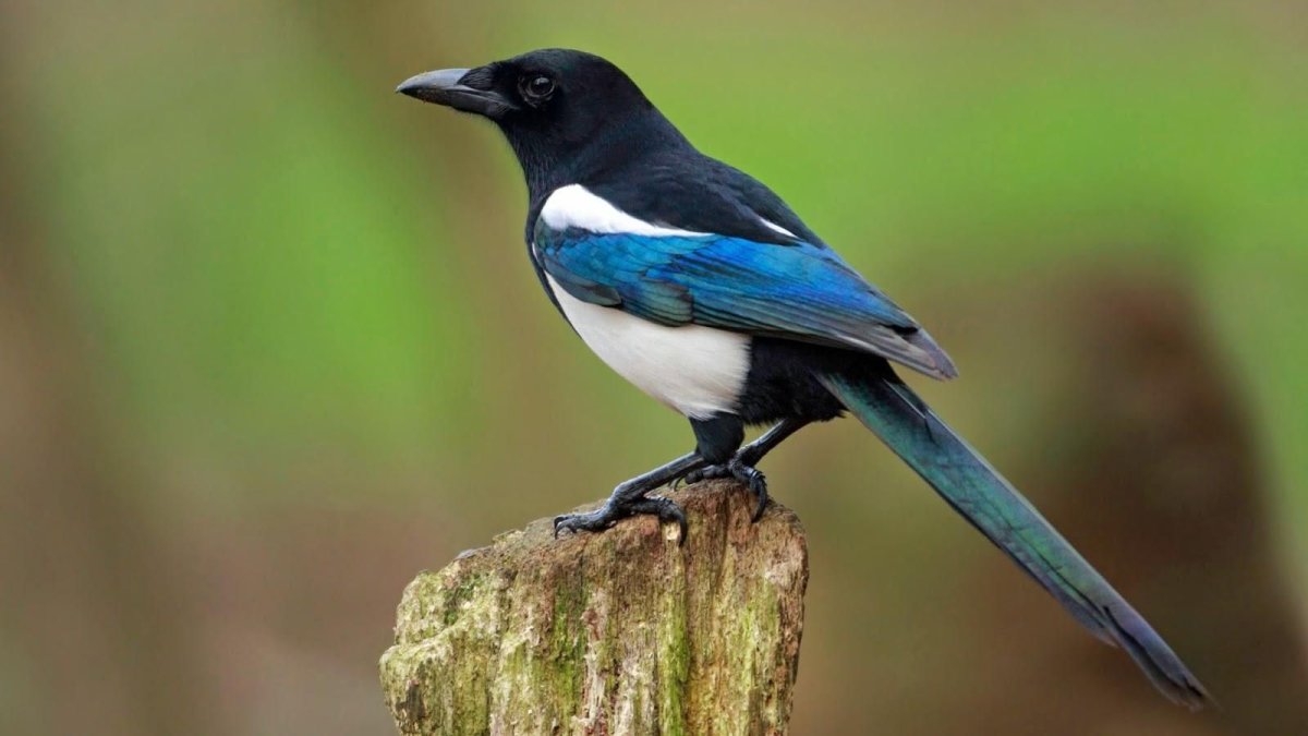 Птичка Сойка голубая