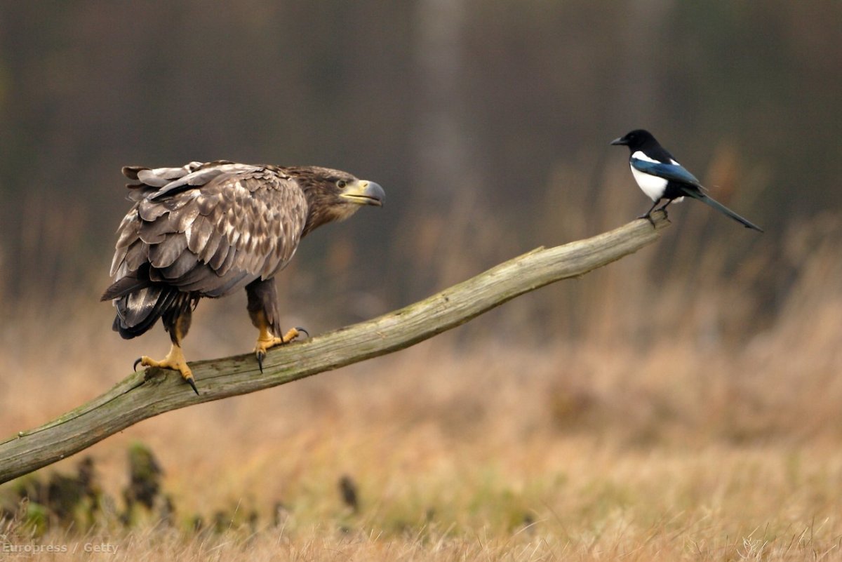 Европейская сорока