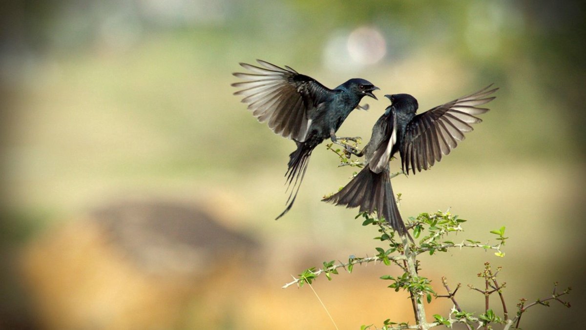 Птичка Сойка голубая