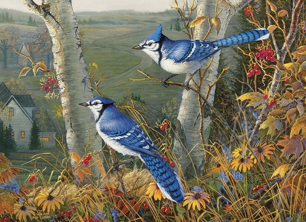 Зимующие птицы Галка