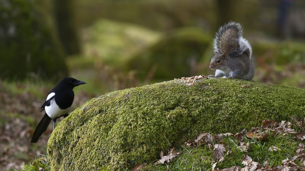 Евразийская сорока