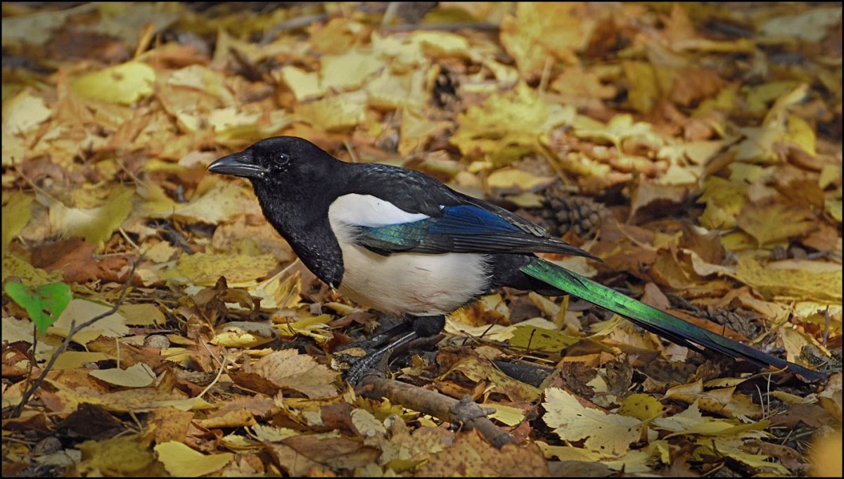 Две сороки мультяшные