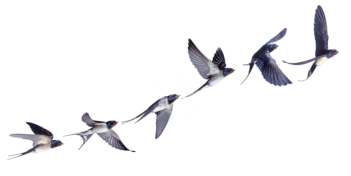 Птица садится