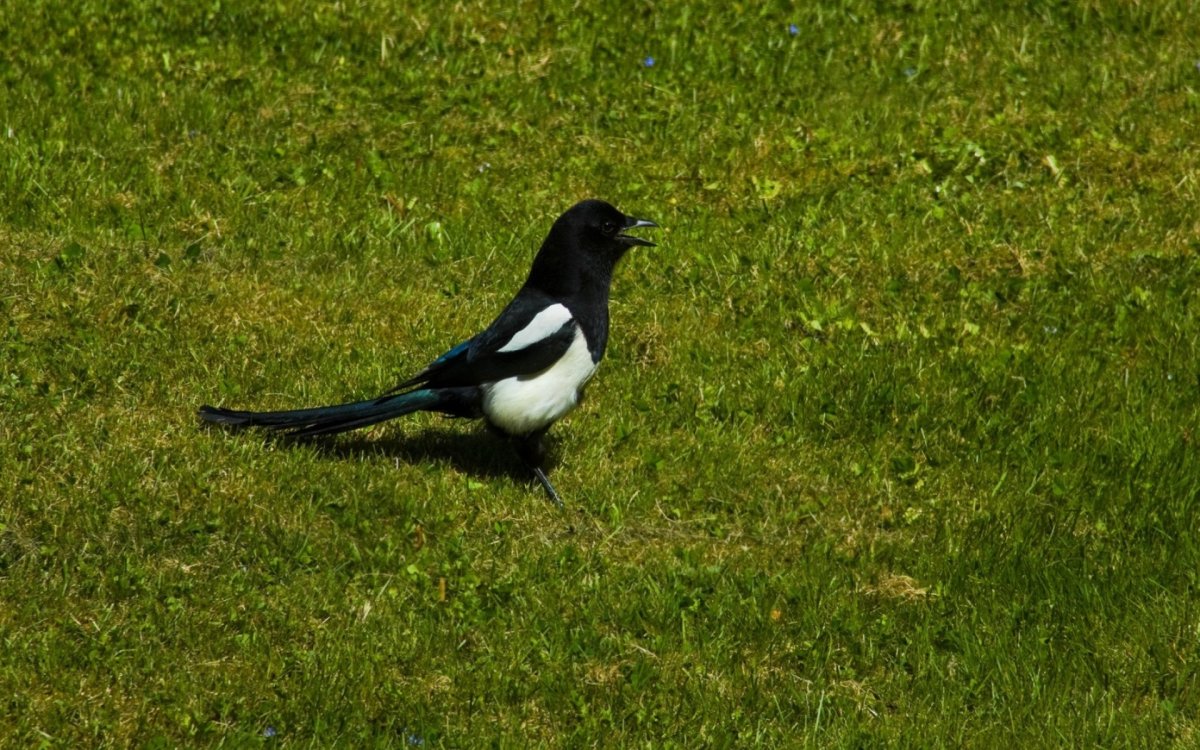 Сорока на белом фоне