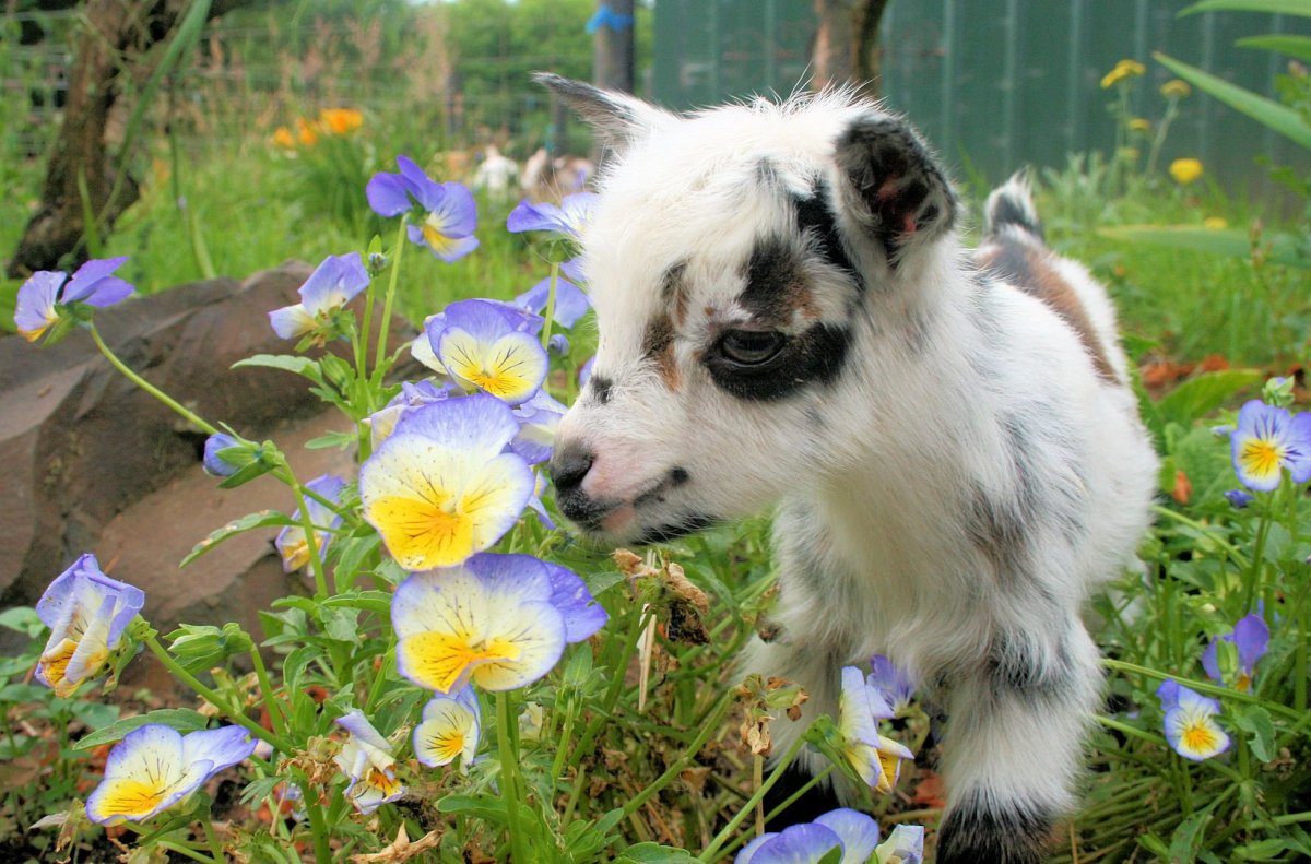 Новорожденный козлик