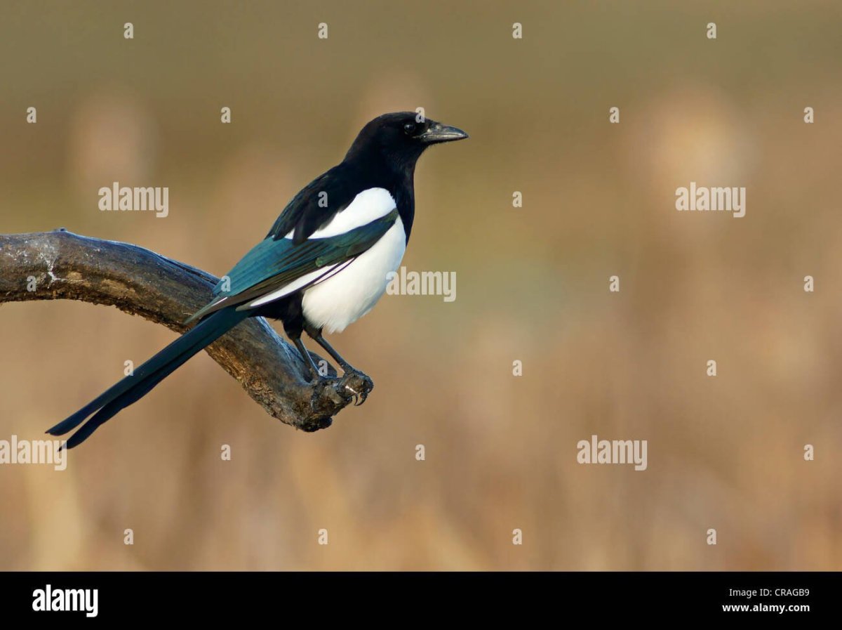 Кулик сорока