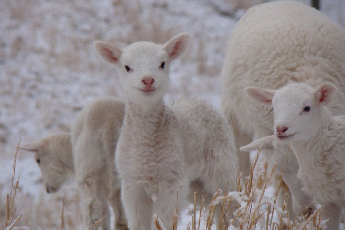 Маленький баран