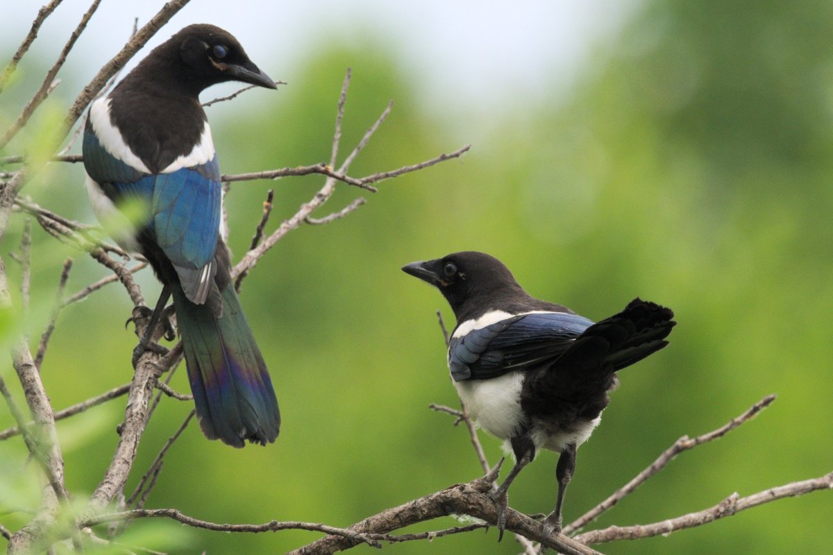 Белка и сорока