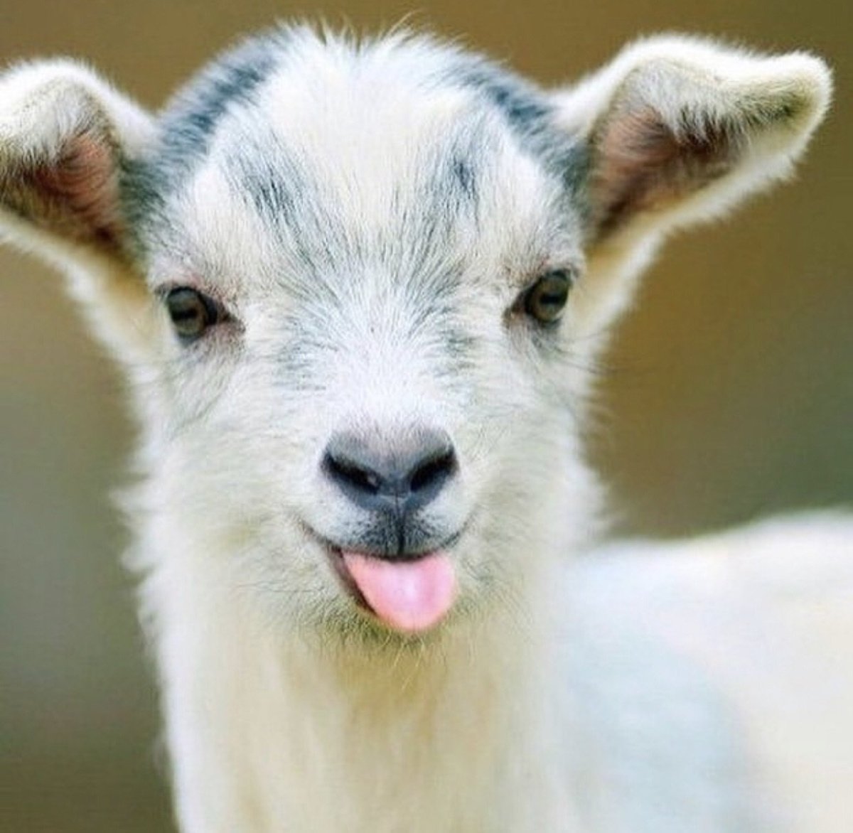 Маленький козлик