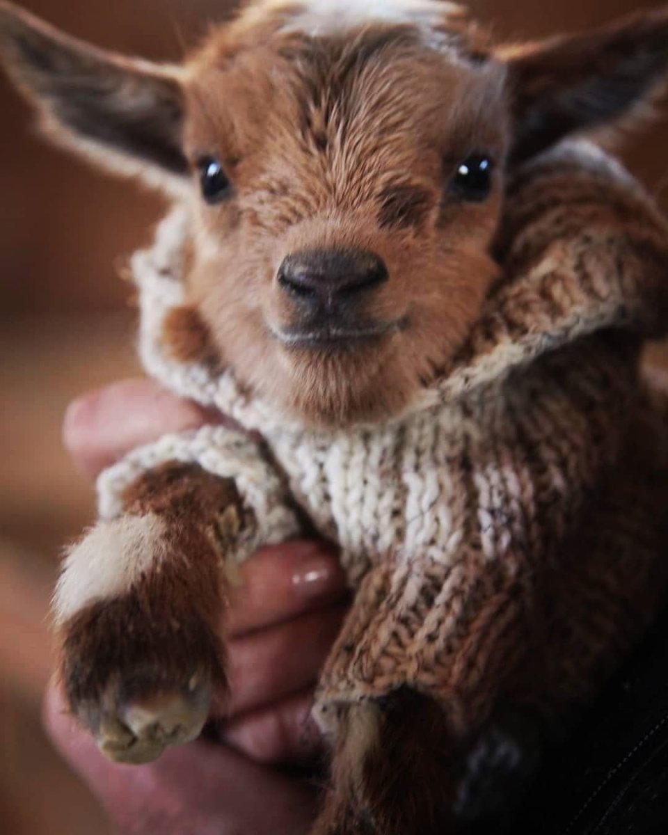 Карликовая коза Пигмей