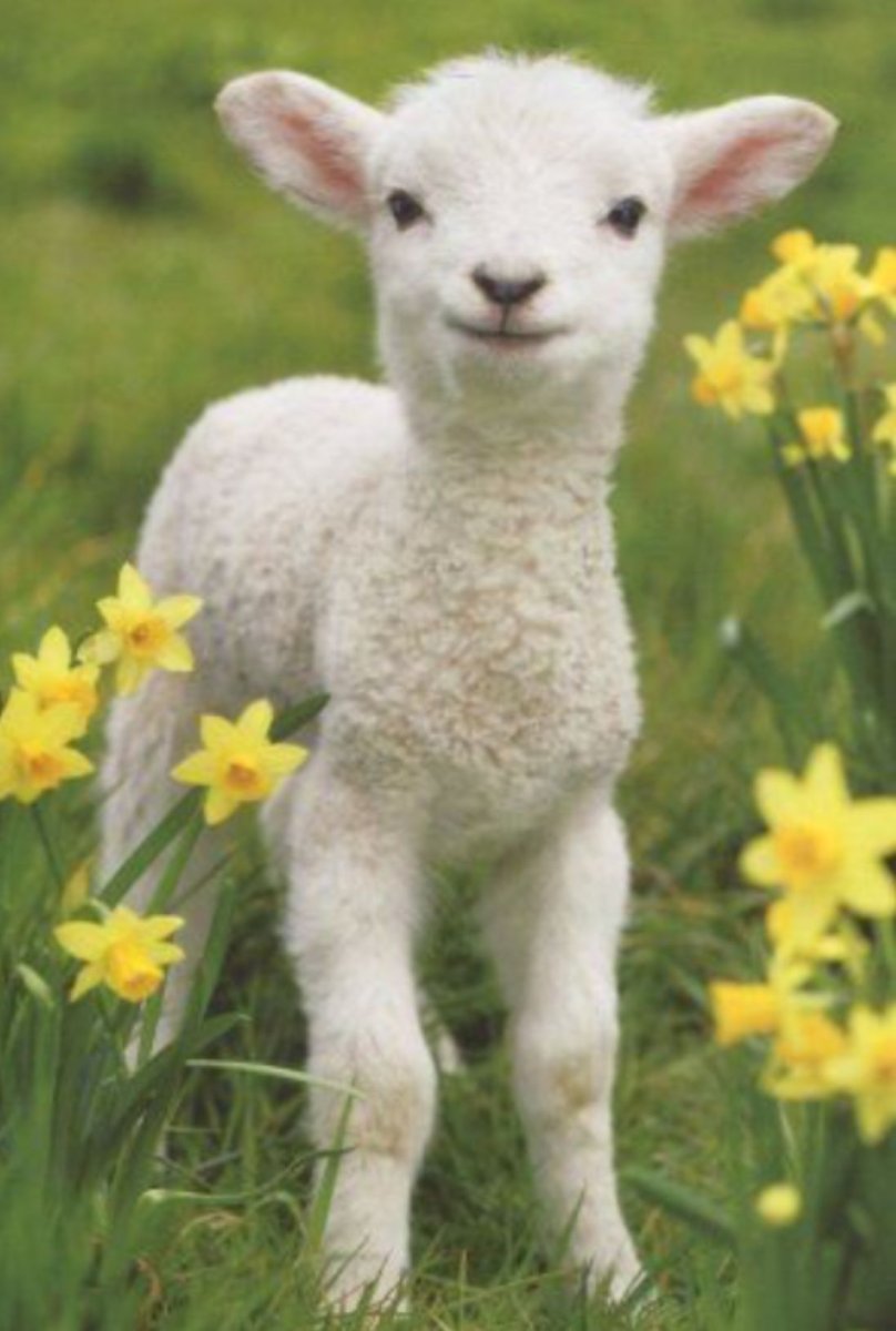 Красивая овца