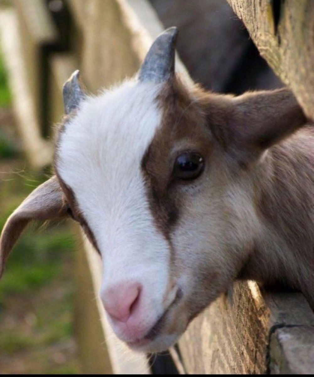 Маленькая козочка