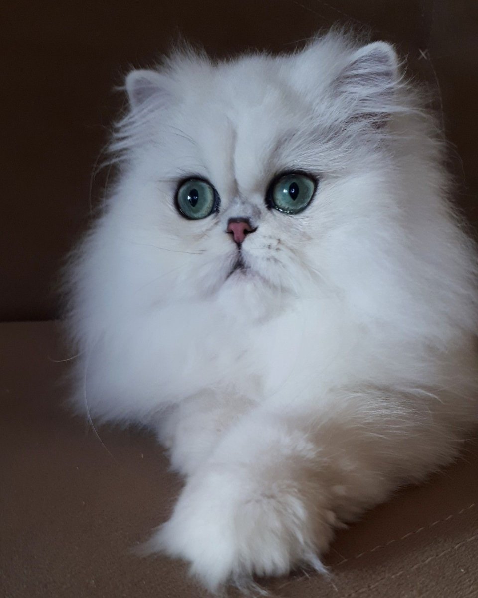 Персидская шиншилла питомник