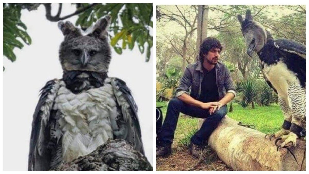 Южноамериканская Гарпия и человек